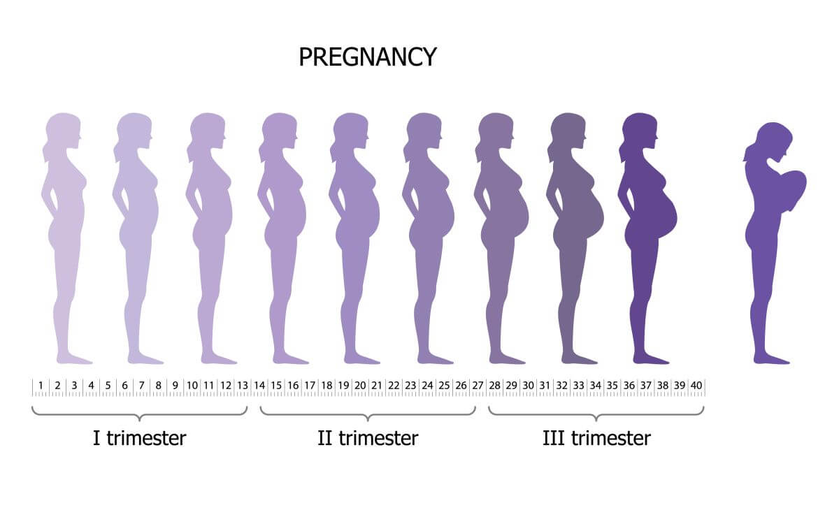 ilustrácia rastu bruška počas jednotlivých trimestrov tehotenstva