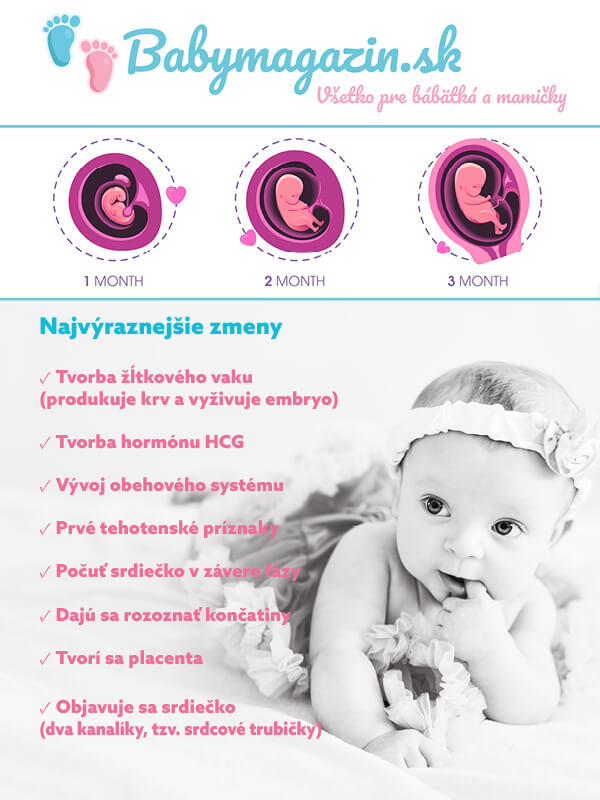 1. trimester: Prvé tehotenské príznaky. Tvorba žĺtkového vaku, hormónu HCG a placenty. Vývoj obehového systému, ručičiek a srdiečka.